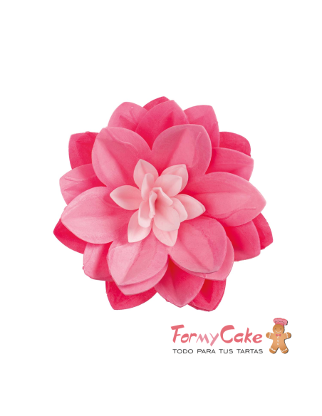 Water Lily De Oblea Color Rosa Dekora